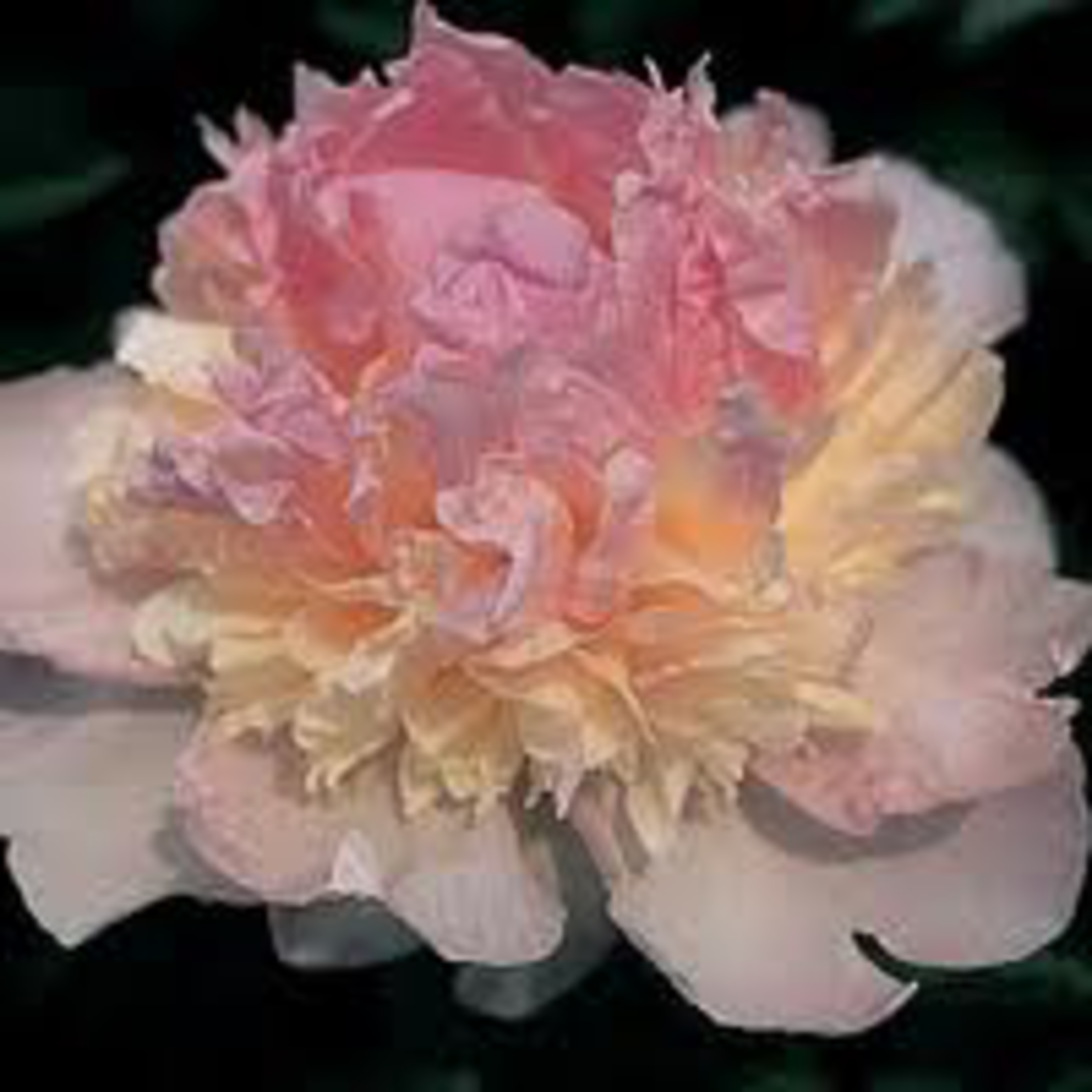 Raspberry Sundae Peony 3-5 eye